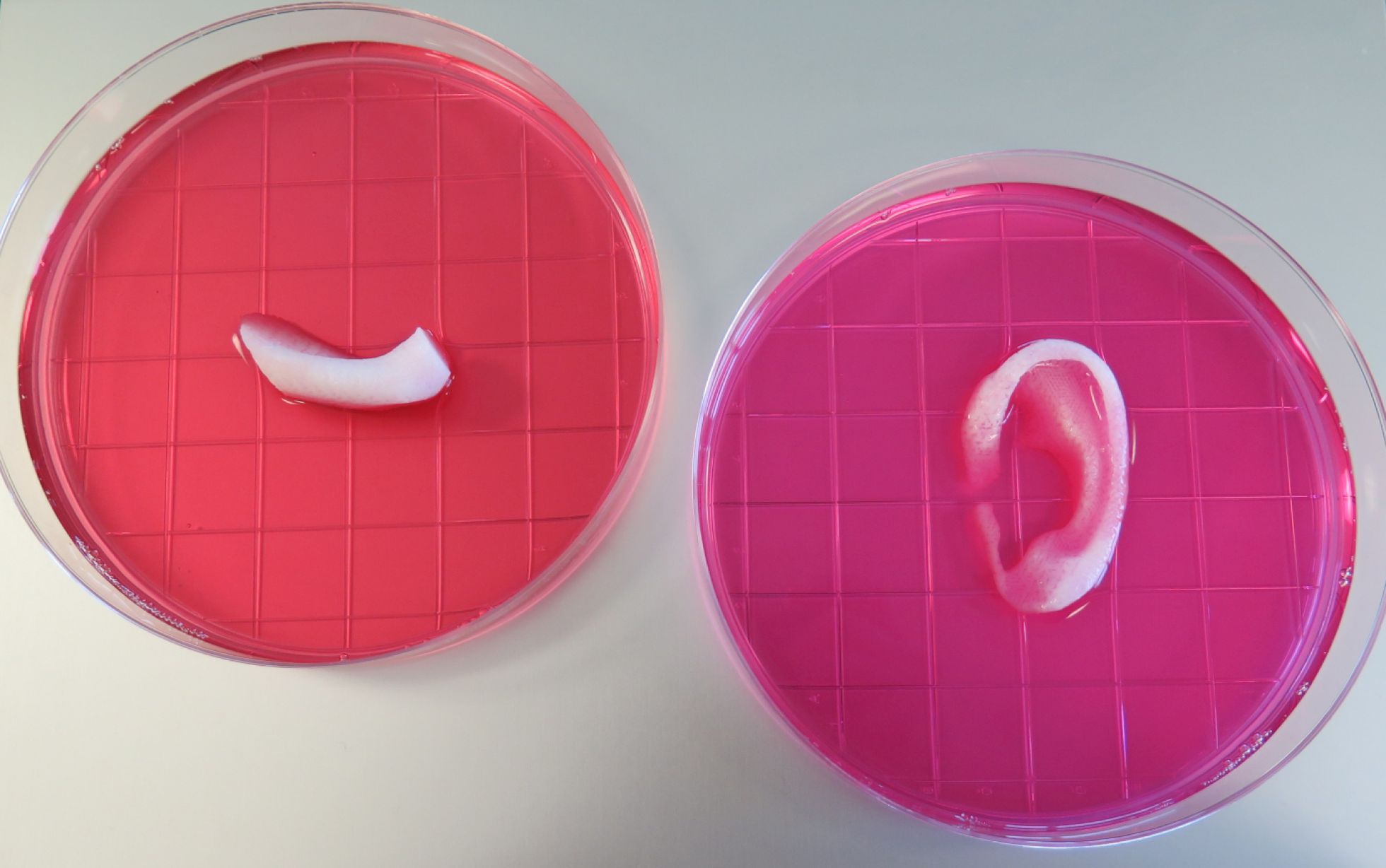 Porción de una mandíbula y oreja impresas con el sistema ITOP Porción de una mandíbula y oreja impresas con el sistema ITOP