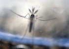 Controlar os mosquitos para deter o zika vírus