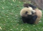 El panda que rueda como una bola