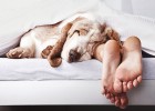 Todos para a cama!