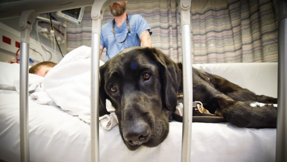 Mahe, el perro que cuida de su dueño autista hasta en la cama del hospital