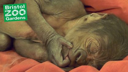 Una bebé gorila nace por cesárea en el zoo de Bristol