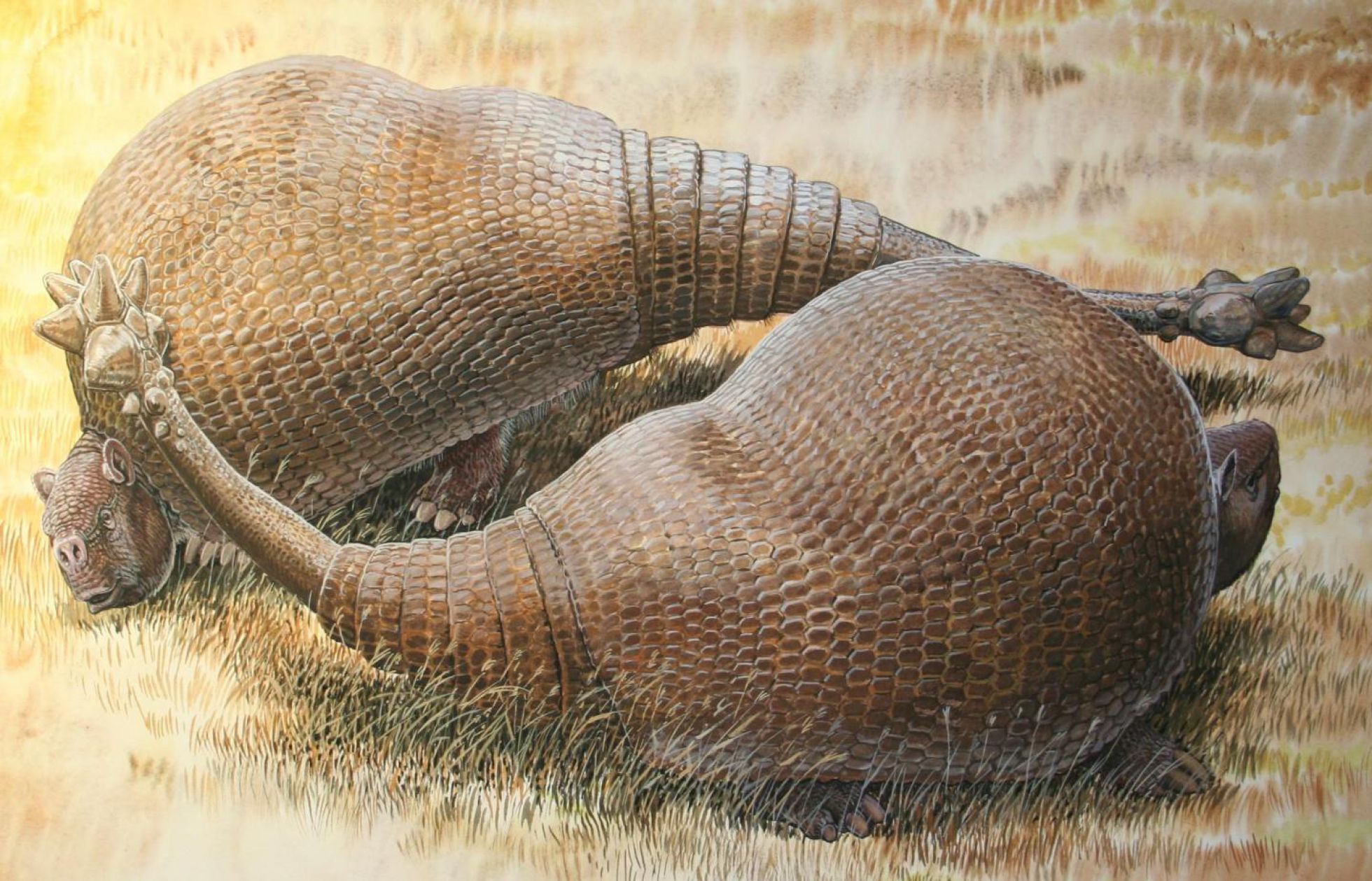 Recreación artística de dos gliptodontes, familiares de los armadillos de hasta dos toneladas. Se ha secuenciado ADN recuperado de su caparazón Recreación artística de dos gliptodontes, familiares de los armadillos de hasta dos toneladas. Se ha secuenciado ADN recuperado de su caparazón