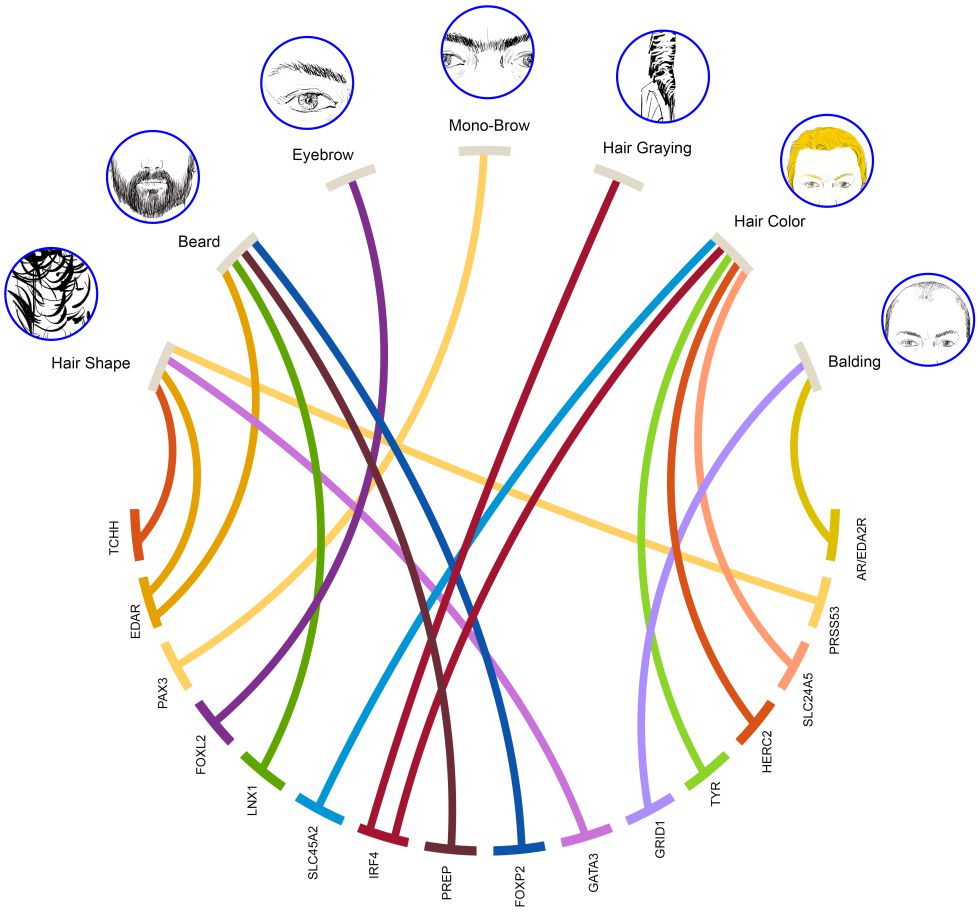 Las líneas de colores conectan los rasgos del pelo con los genes asociados a cada uno. Las líneas de colores conectan los rasgos del pelo con los genes asociados a cada uno.