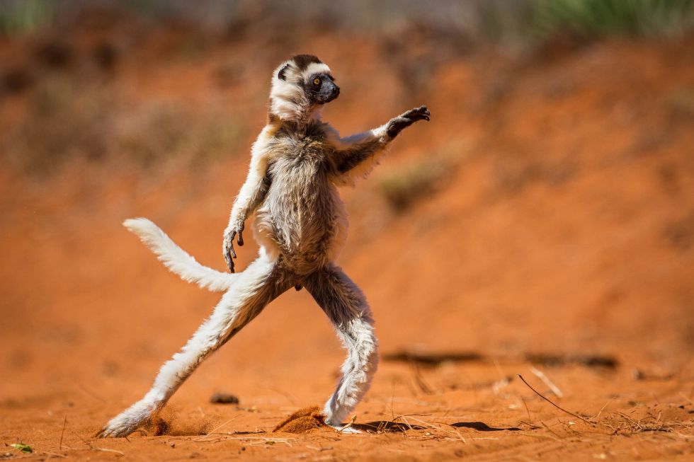 ¡Pero qué monos! Una web selecciona las 10 fotos de animales más juerguistas