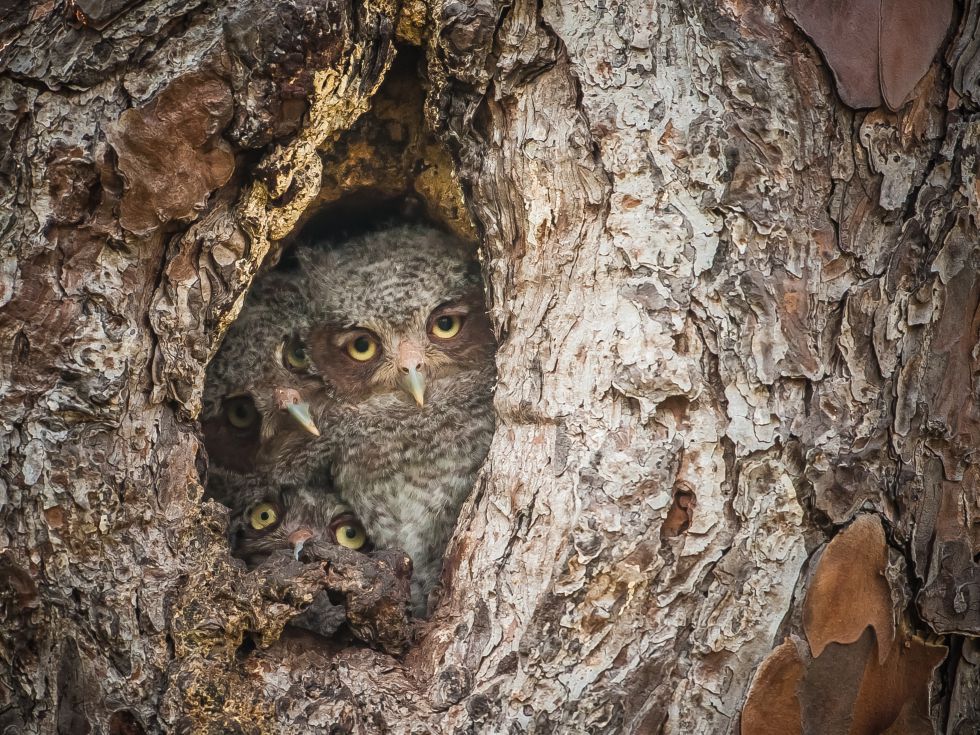 ¡Pero qué monos! Una web selecciona las 10 fotos de animales más juerguistas