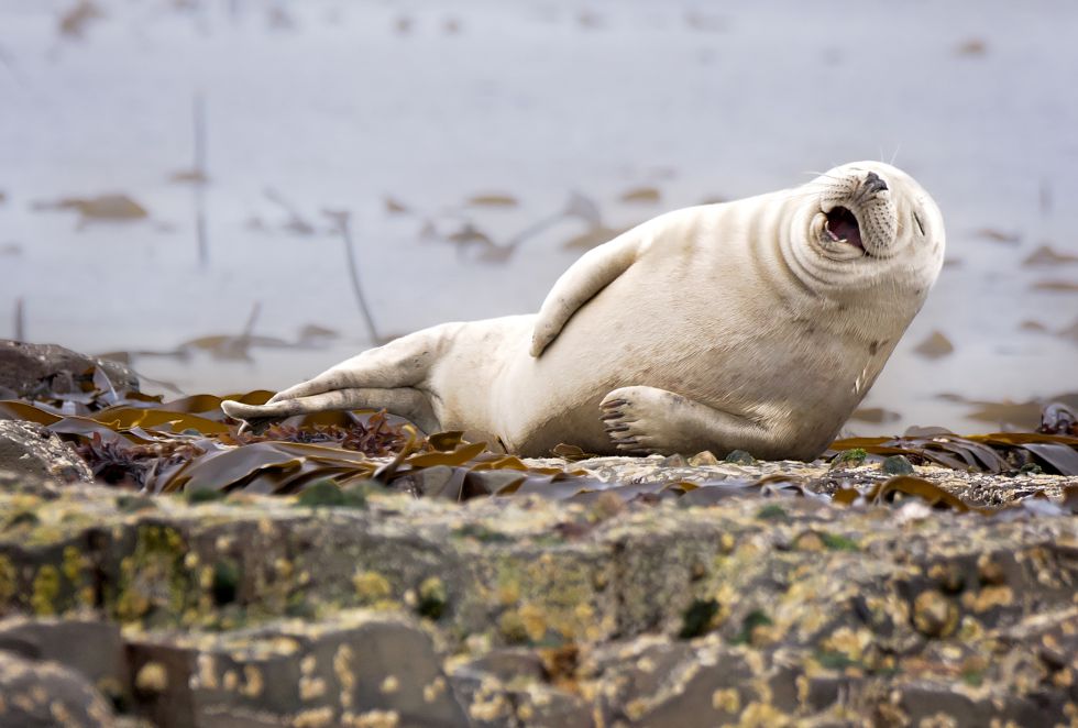 ¡Pero qué monos! Una web selecciona las 10 fotos de animales más juerguistas