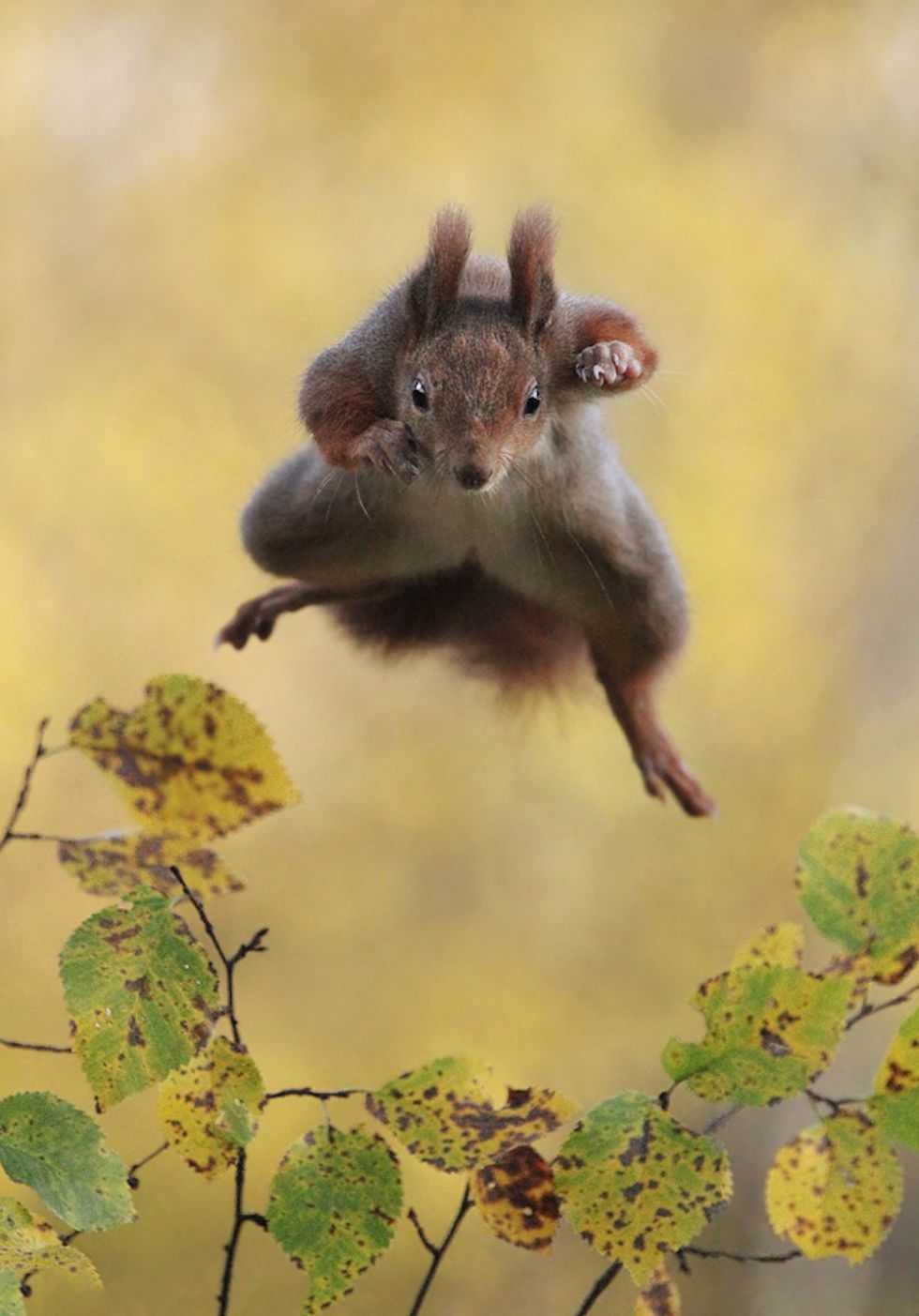 ¡Pero qué monos! Una web selecciona las 10 fotos de animales más juerguistas