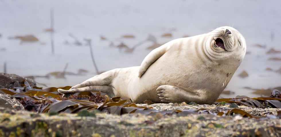 ¡Pero qué monos! Una web selecciona las 10 fotos de animales más juerguistas