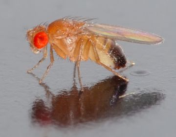 'Drosophila melanogaster'. 