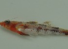 Descubierto un pez nuevo en los fondos de algas rojas de Baleares