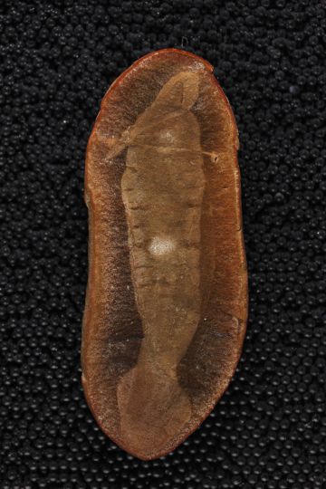 El espécimen mejor preservado del monstruo, con la trompa doblada sobre el cuerpo. El espécimen mejor preservado del monstruo, con la trompa doblada sobre el cuerpo.