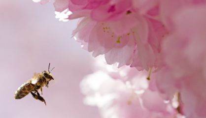 Una abeja se acerca a un almendro en flor en Erfurt, Alemania.
