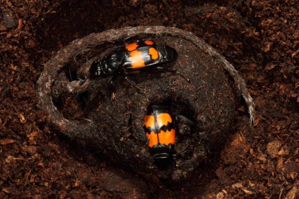 Una pareja de nicróforos limpian el cadáver de un ratón para alimentar a la prole.