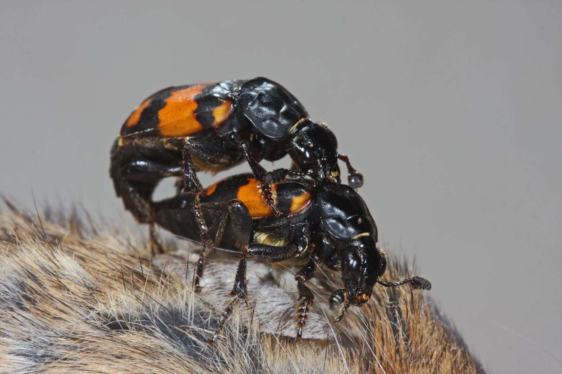 La pareja en los buenos tiempos de copulación. La pareja en los buenos tiempos de copulación.