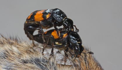 Una pareja de escarabajos copulando.