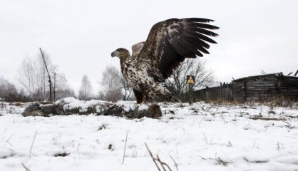 Un águila junto al cadáver de un lobo en Bielorrusia.