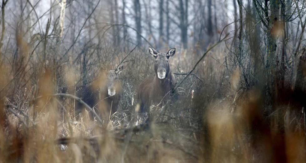 chernobil fauna