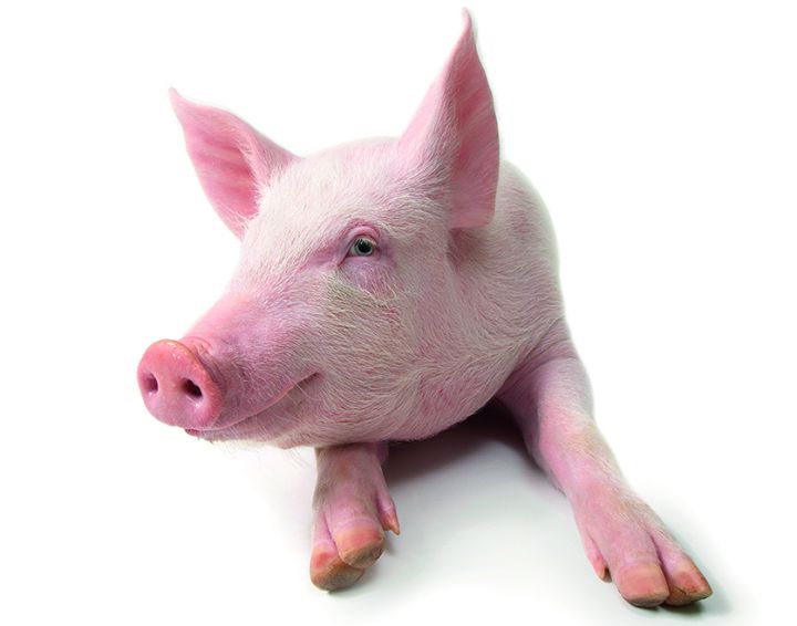 ¿Su filete está duro? Échele la culpa al estrés de la vaca ¿Su filete está duro? Échele la culpa al estrés de la vaca