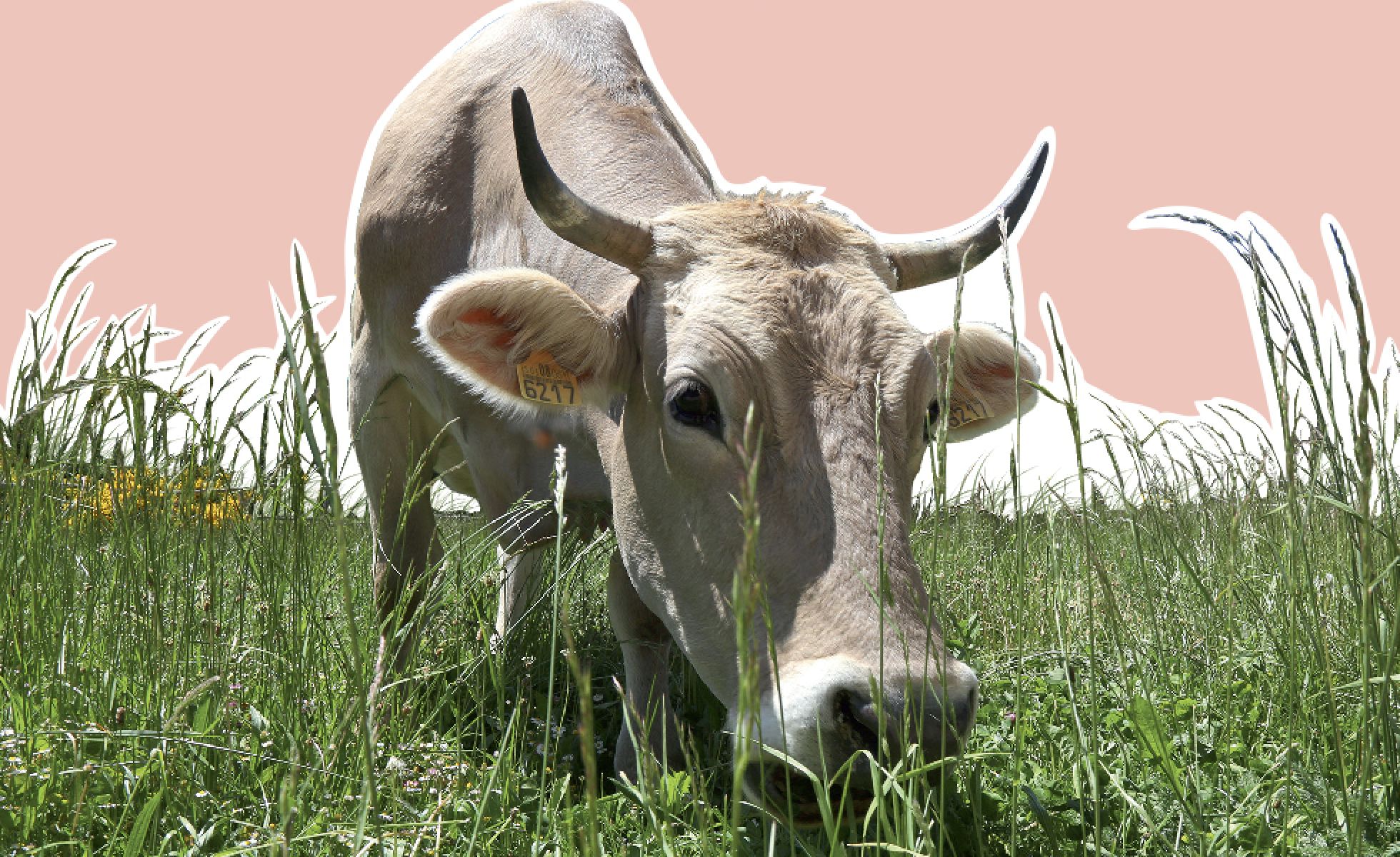 ¿Su filete está duro? Échele la culpa al estrés de la vaca ¿Su filete está duro? Échele la culpa al estrés de la vaca