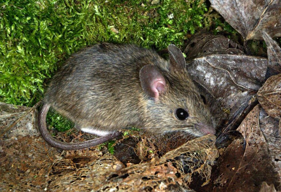 Un ratón de campo en Carrocera (León, España).