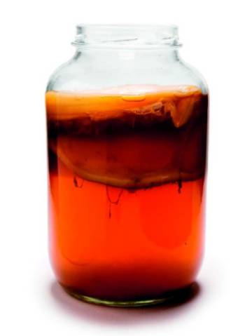 'Kombucha', la extraña bebida a base de bacterias que conquista Los Angeles 'Kombucha', la extraña bebida a base de bacterias que conquista Los Angeles