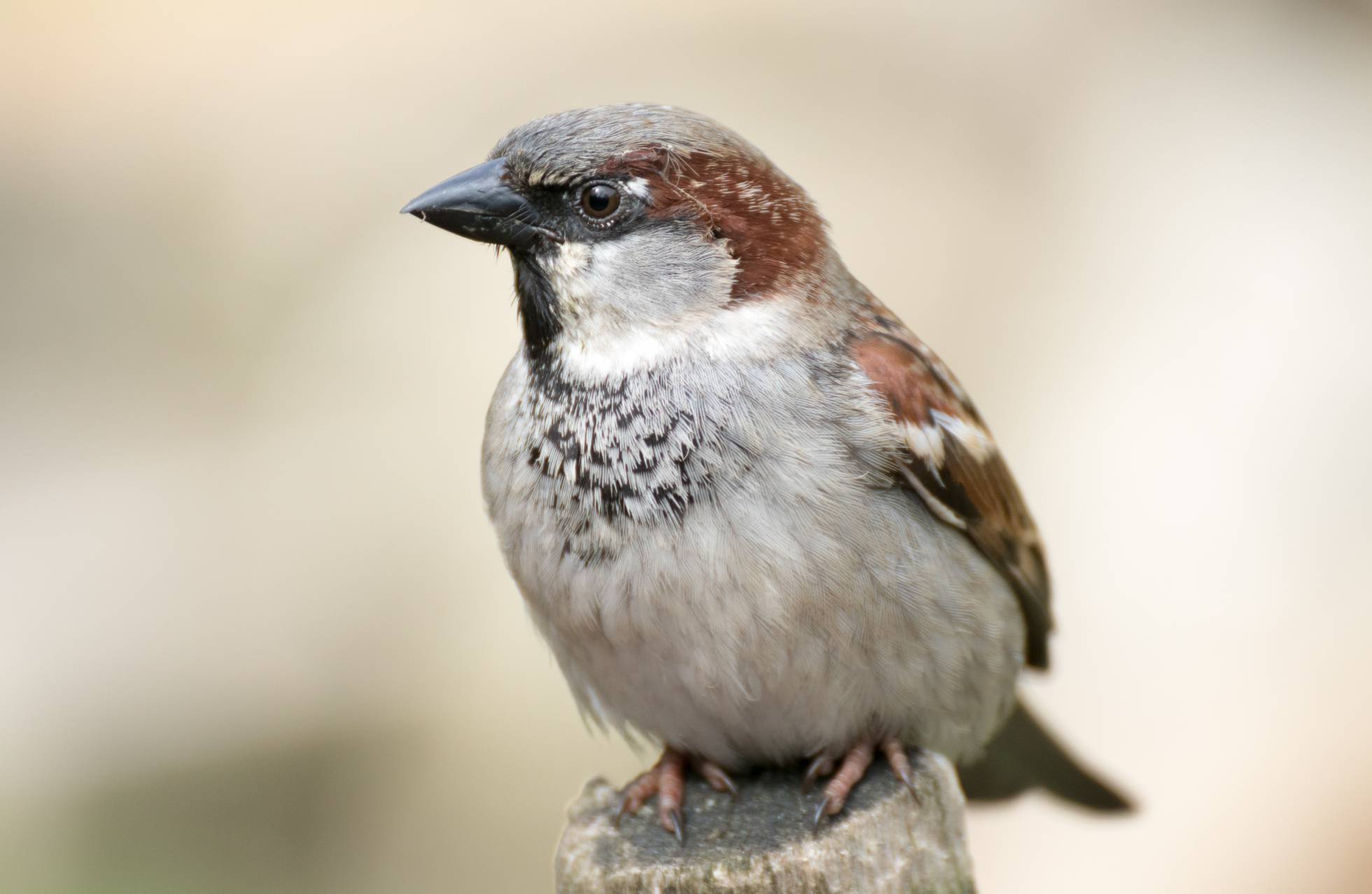 Día de la Tierra 2016 Día de la Tierra 2016