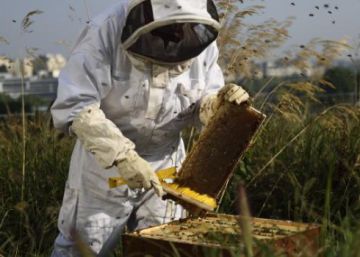 Por qué hay que proteger a la ‘pequeña’ biodiversidad Por qué hay que proteger a la ‘pequeña’ biodiversidad