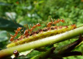 Dia da Terra: por que é preciso proteger a ‘pequena’ biodiversidade