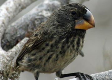 Los pinzones de Darwin siguen evolucionando en las Galápagos