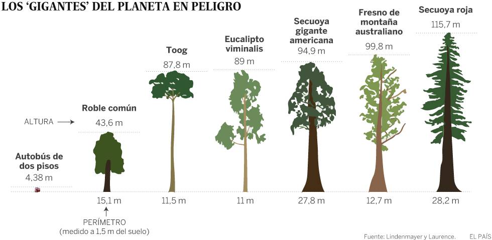 Los árboles más grandes del planeta se desvanecen