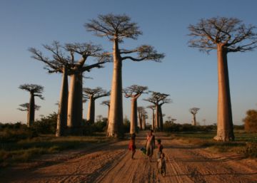 As maiores árvores do planeta estão desaparecendo