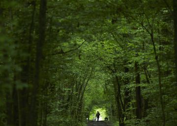 A Terra está mais verde do que 33 anos atrás graças ao CO<sub>2</sub>