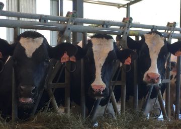 Una molécula 'antiácido' contra la emisión de metano de las vacas