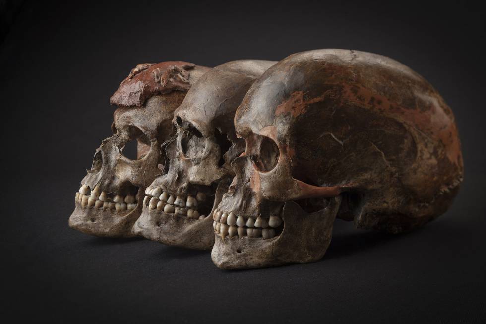 Tres cráneos hallados en la República Checa asociados a la cultura gravetiense