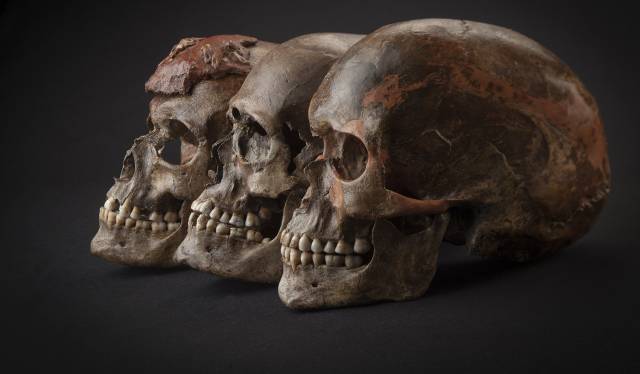 Cráneos asociados a la cultura gravetiense