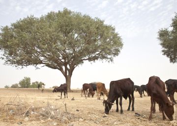 Una dura lucha contra el desierto Una dura lucha contra el desierto