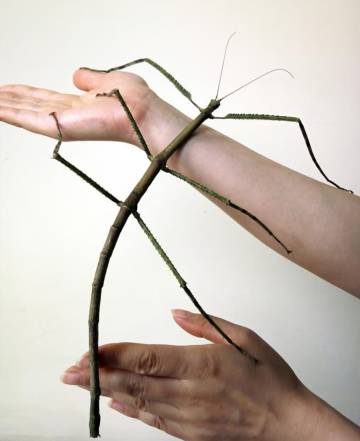 El insecto palo más largo del mundo.