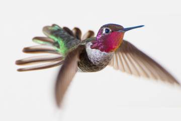Instantánea de un colibrí.