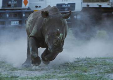La caza furtiva de rinocerontes se frena por primera vez en una década