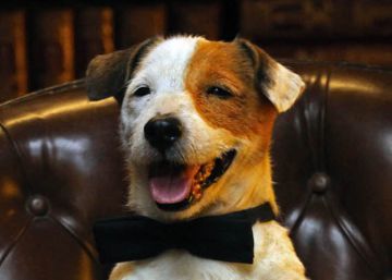 Muere ‘Pancho’, el perro de la tele