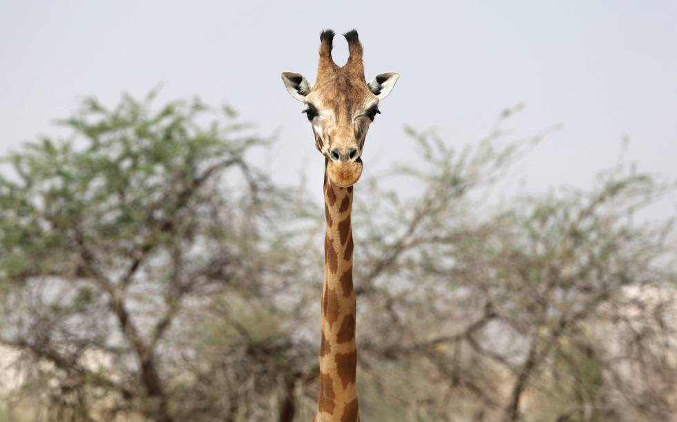 Una jirafa en un safari de Emiratos Árabes.