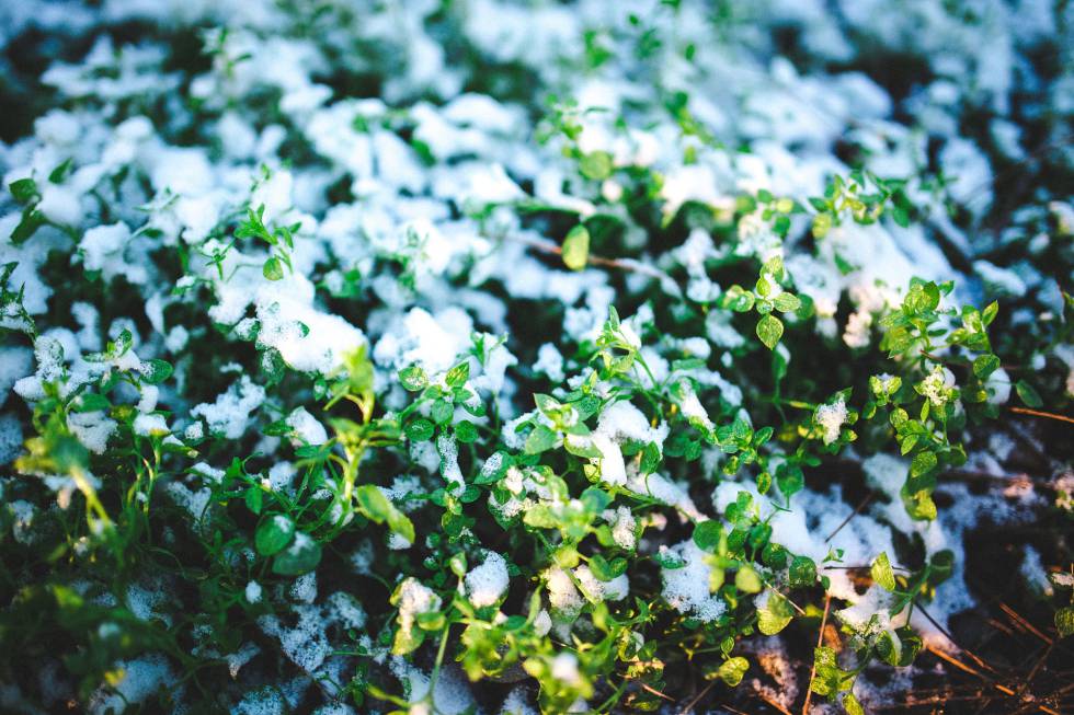 Los priones guardan la memoria del frío en las flores de la descendencia.