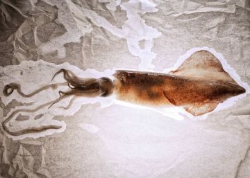 El cambio climático favorece el aumento de cefalópodos