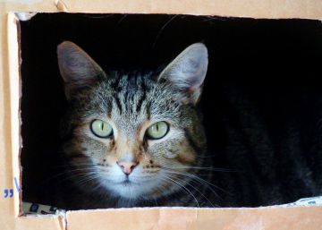 Un gato vivo y muerto en dos sitios al mismo tiempo Un gato vivo y muerto en dos sitios al mismo tiempo