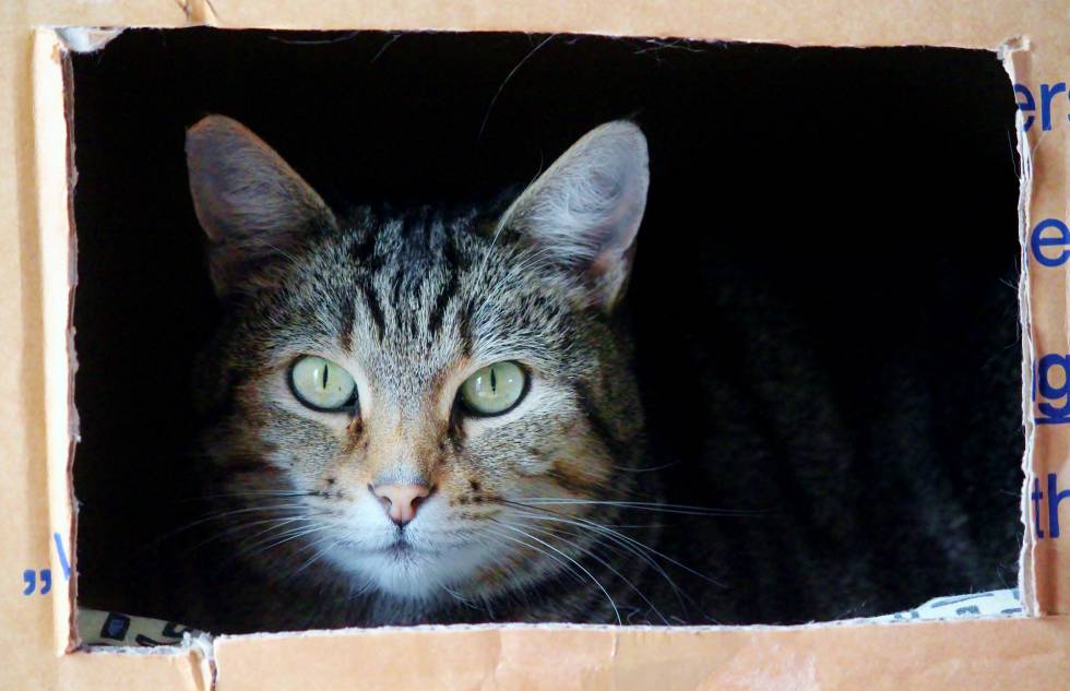 A Erwin Schrödinger su ejemplo del gato en la caja le parecía ridículo