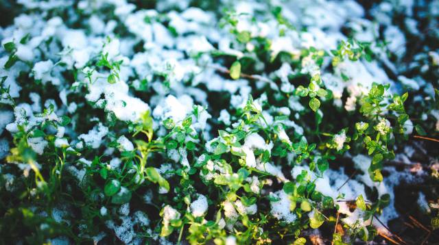 Los priones guardan la memoria del frío.