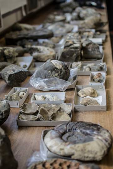 Parte de los 6.000 fósiles recuperados de los mares antárticos para este estudio.