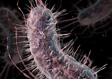 La ‘crisis de los antibióticos’ se agrava en Europa La ‘crisis de los antibióticos’ se agrava en Europa