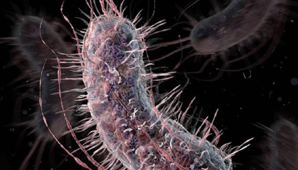 La bacteria 'E. Coli' puede desarrollar resistencia a los antibióticos más potentes 